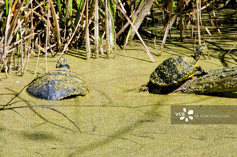阳光明媚的沼泽地里的黄腹滑龟图片素材