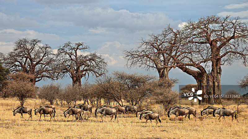 在猴面包树前晨曦中的蓝角马图片素材