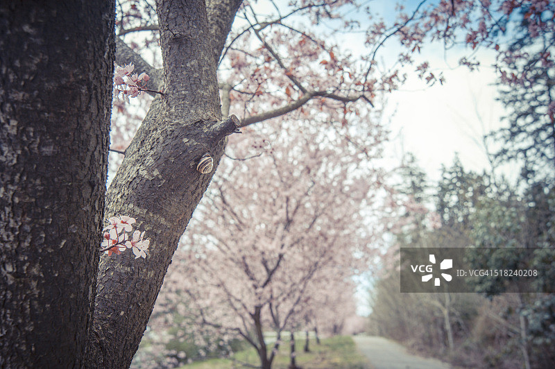 小蜗牛与樱花图片素材