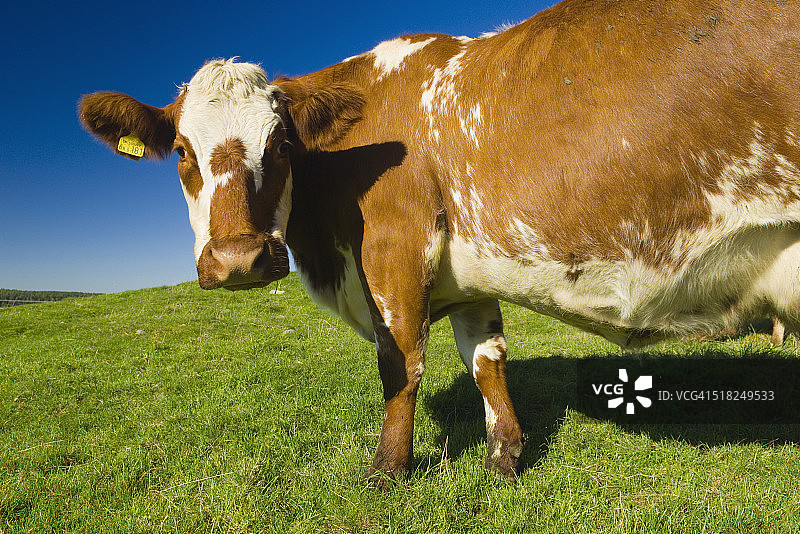 田野里凝视镜头的牛图片素材