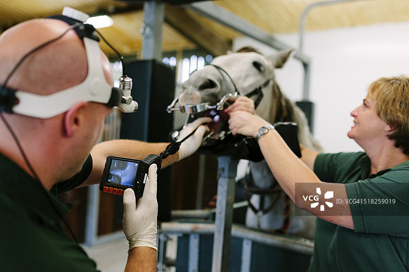 马科动物牙科手术图片素材