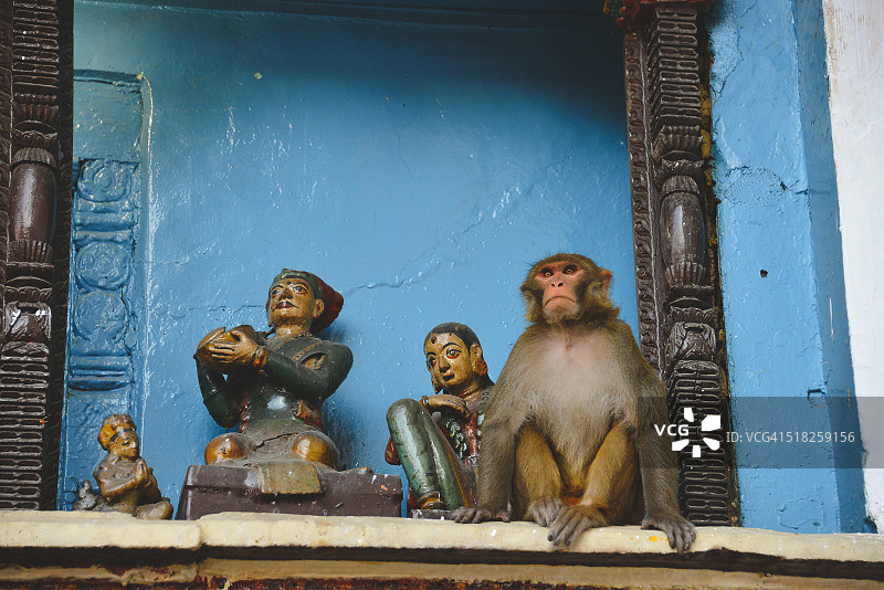 杜巴广场的猴子图片素材
