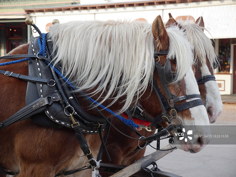 两匹马的特写镜头图片素材