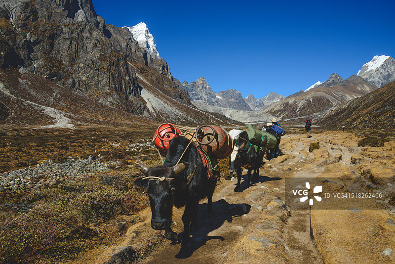 尼泊尔的牦牛图片素材