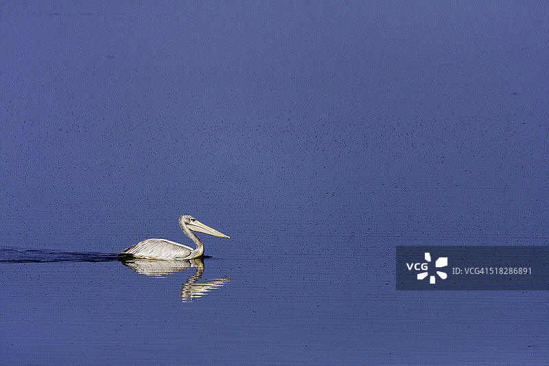 乌干达粉背鹈鹕图片素材