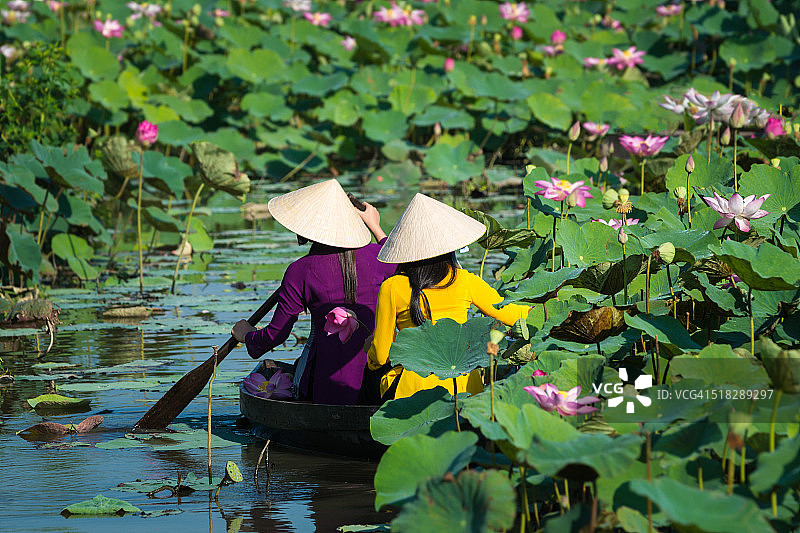 在荷塘图片素材