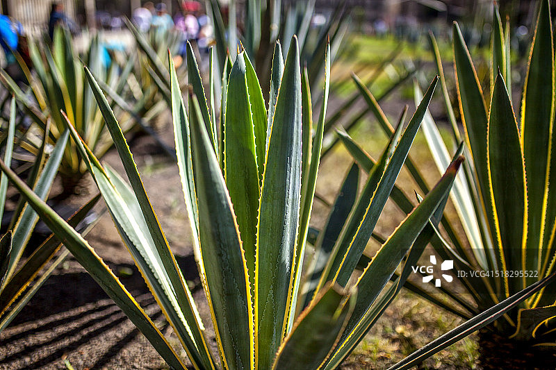 墨西哥城大教堂外的龙舌兰植物图片素材
