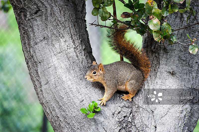 伯克利山上的松鼠图片素材