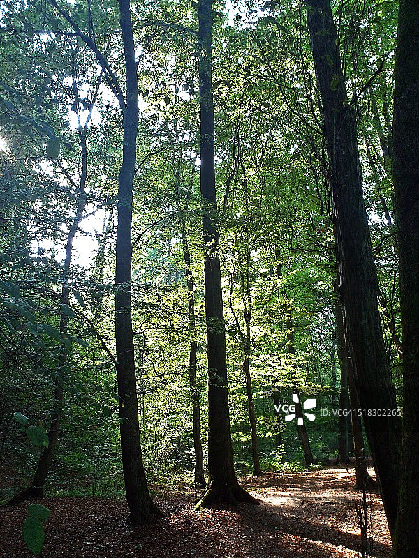 阳光明媚的森林图片素材