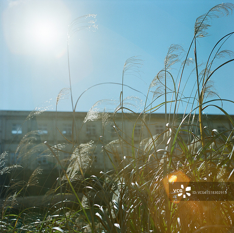废墟和芒草图片素材