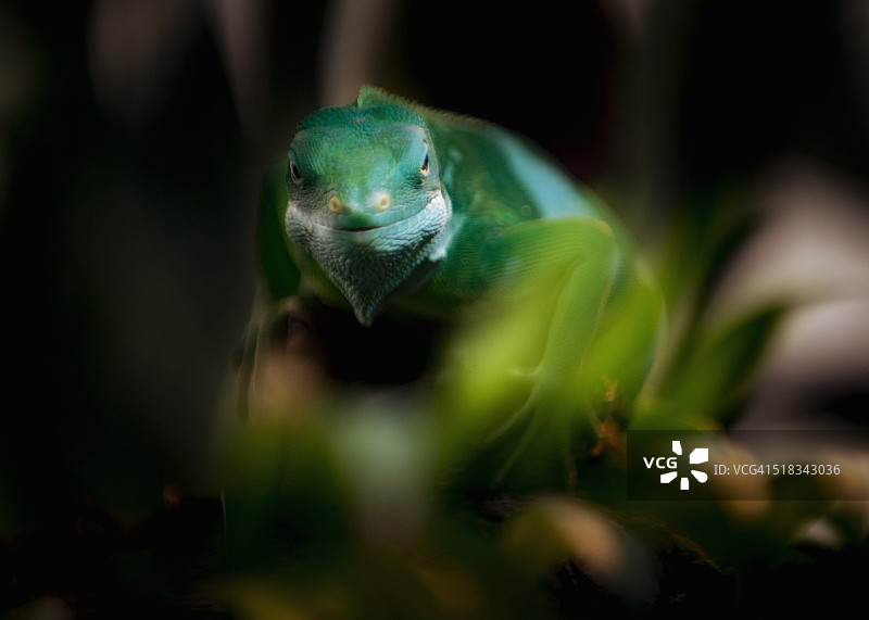 斐济凤头鬣蜥图片素材