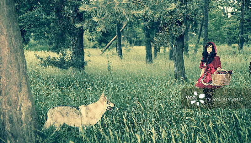 在森林里行走的小红帽图片素材