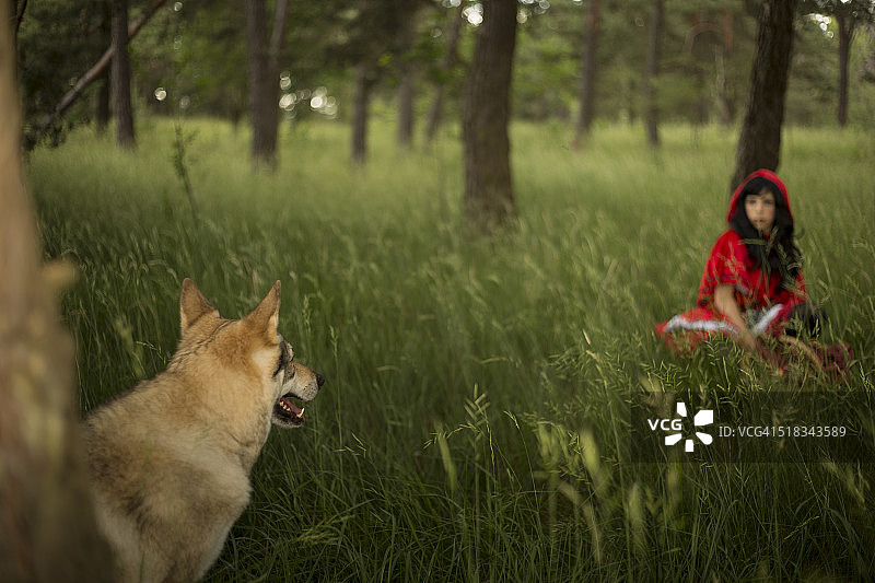 小红帽在森林里遇见狼图片素材