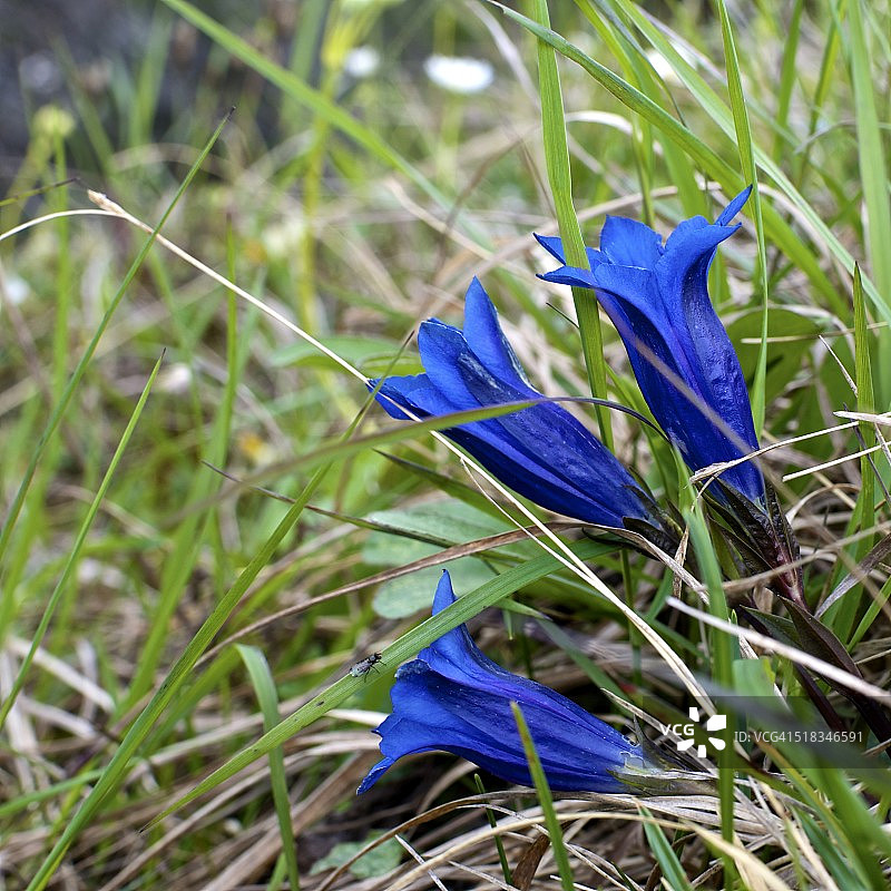 德国巴伐利亚奥伯阿默高：三朵龙胆花图片素材
