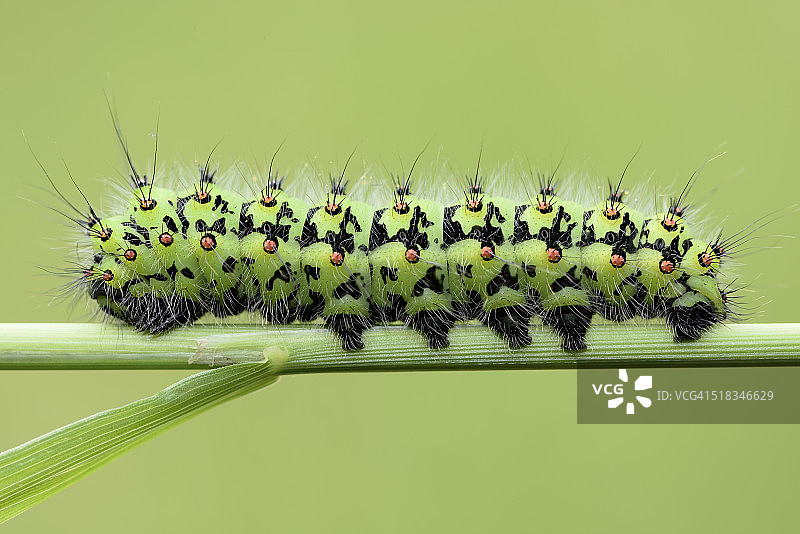 绿背景草叶上的皇帝蛾图片素材
