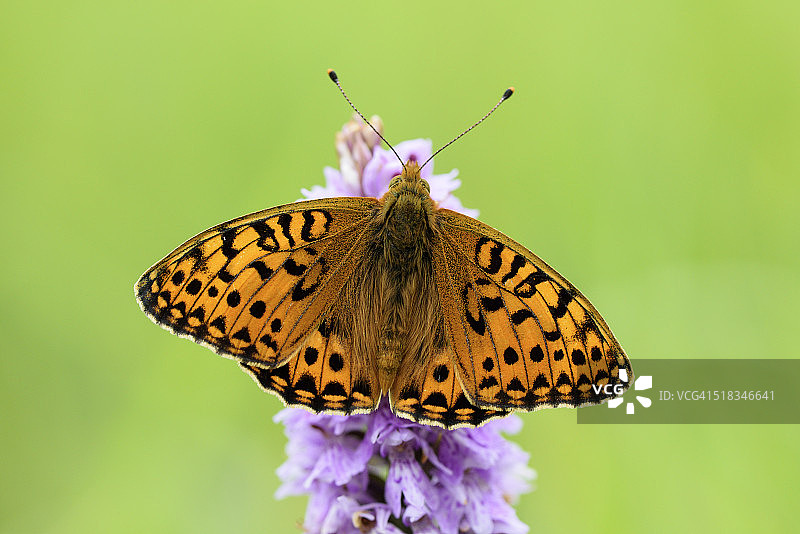 英国暗绿蛱蝶图片素材