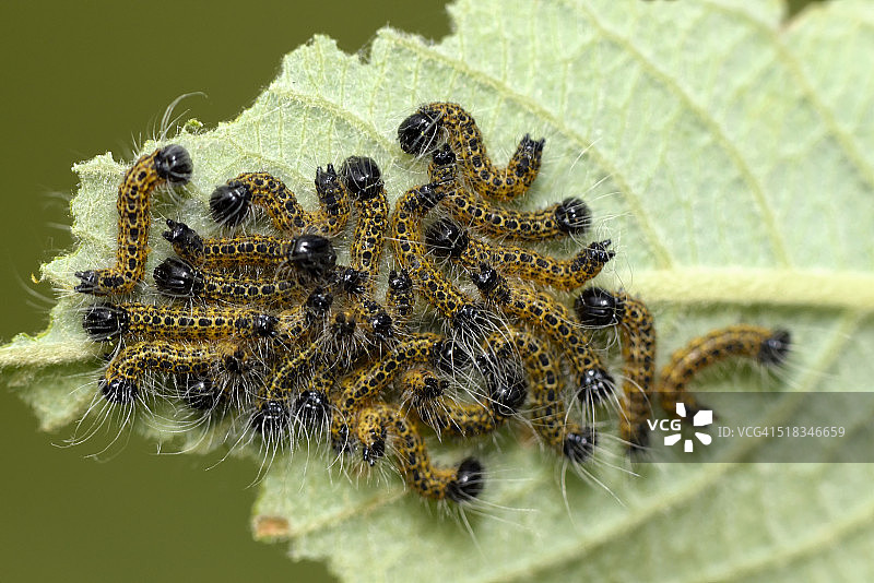 榆绿毛翅夜蛾的毛毛虫在叶子上图片素材