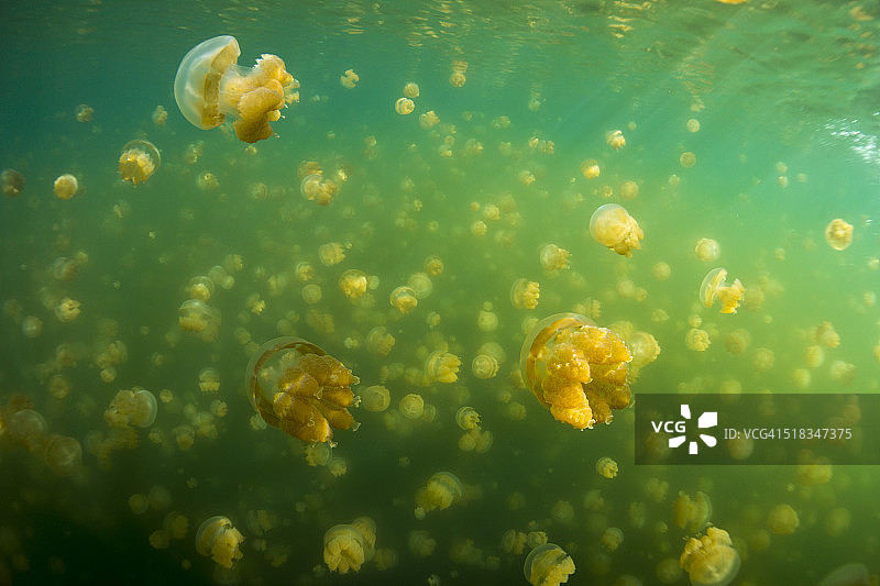 大洋洲帕劳盐水湖中的斑点海蜇图片素材