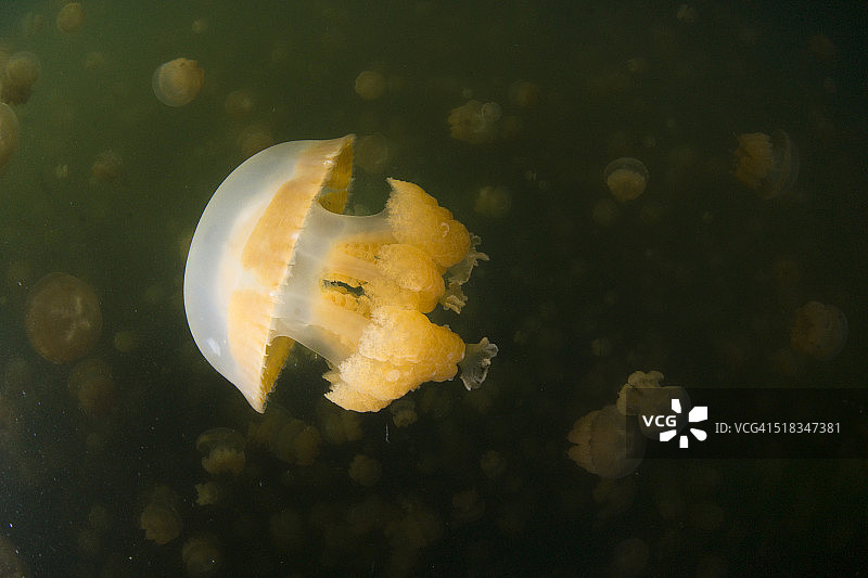 大洋洲帕劳盐水湖中的斑点海蜇图片素材