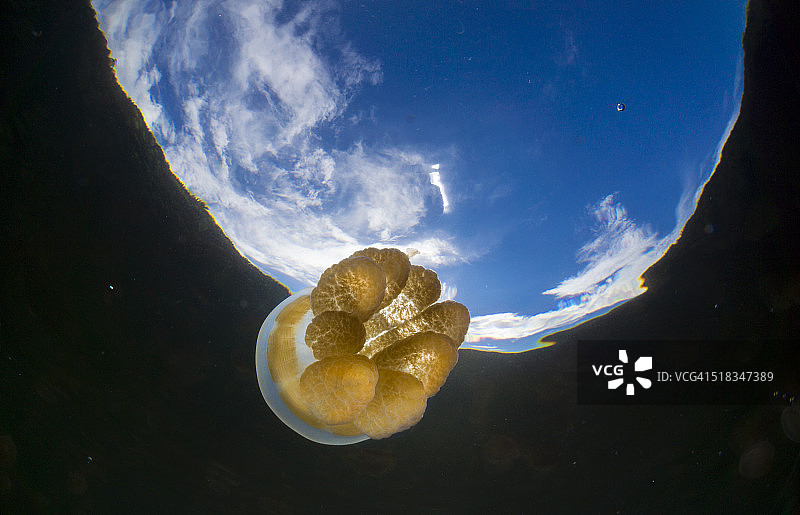 大洋洲帕劳盐水湖中的斑点海蜇图片素材