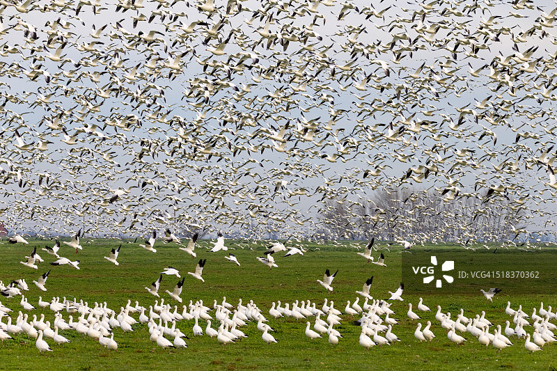 美国加利福尼亚州的雪雁群图片素材
