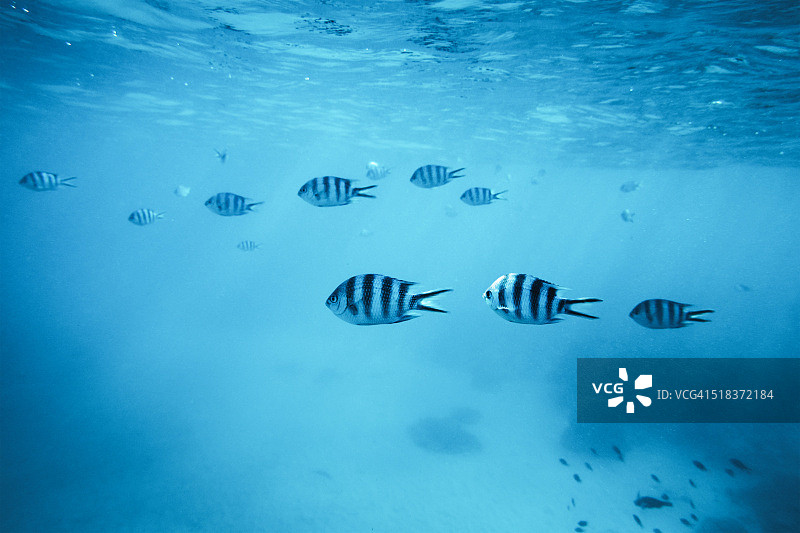 热带鱼图片素材