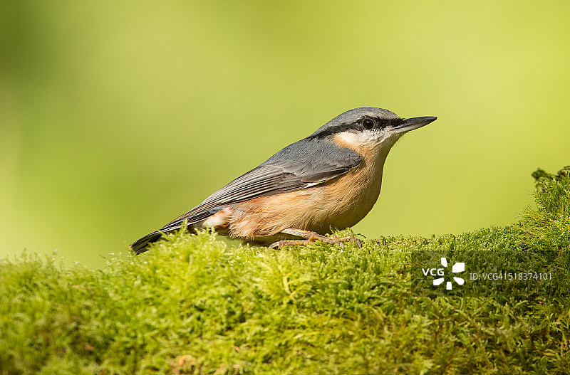 栖息于苔藓木上的Nuthatch鸟图片素材