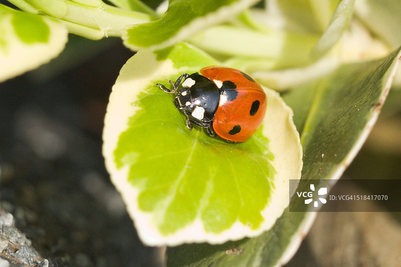 树叶上的瓢虫图片素材