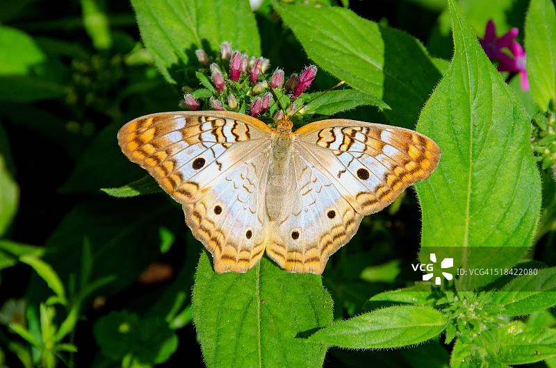 白孔雀蝴蝶在紫色花朵上采蜜图片素材