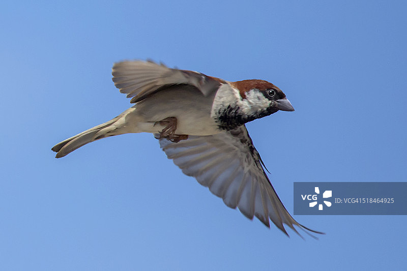 飞翔的麻雀图片素材