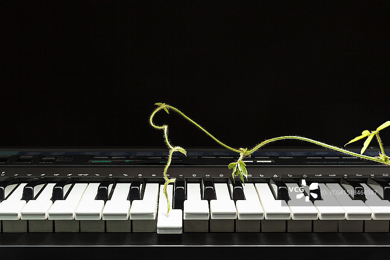 蔓生植物触碰键盘图片素材