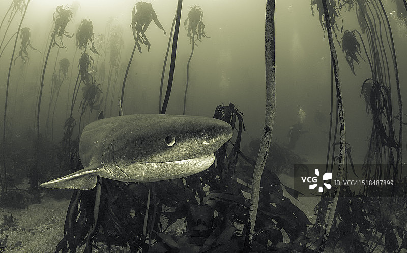 海带中的七鳃鳗图片素材