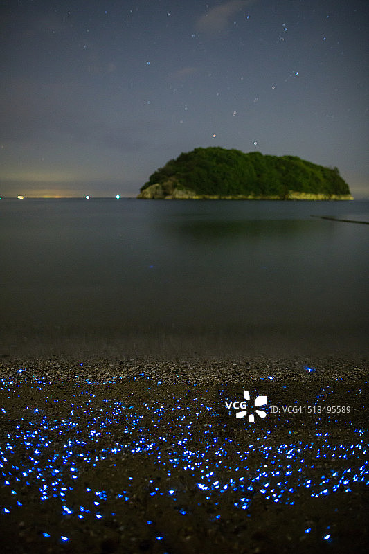 海滩上的海萤图片素材