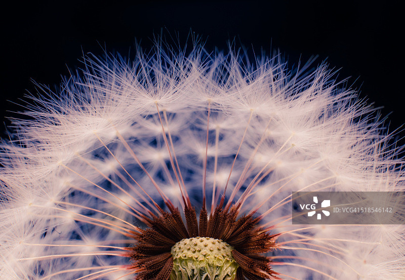 蒲公英种子头特写图片素材