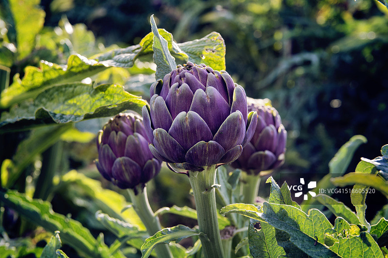 农场里生长的新鲜洋蓟图片素材