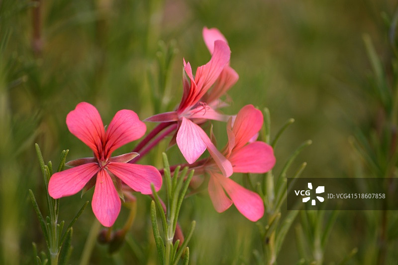 迷迭香中的天竺葵摄影图片素材