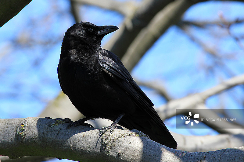 西北乌鸦图片素材