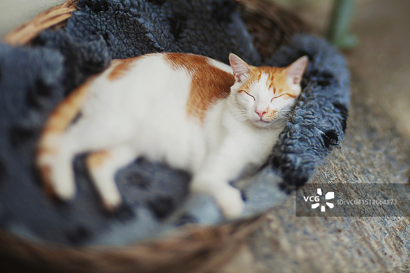 猫在猫舍睡觉的移轴肖像照图片素材