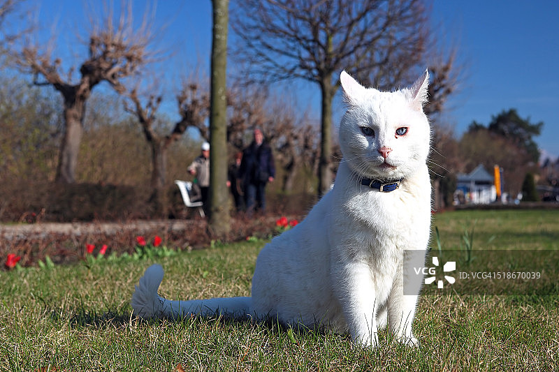 看着镜头的白猫图片素材