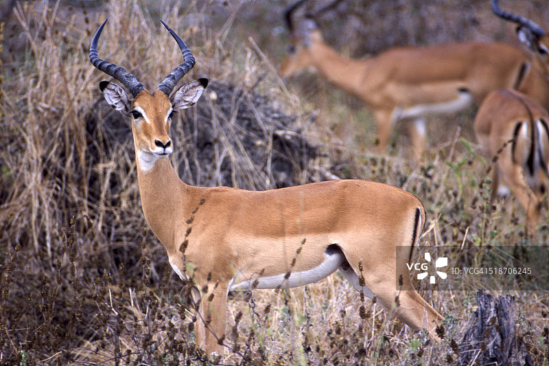 黑斑羚图片素材