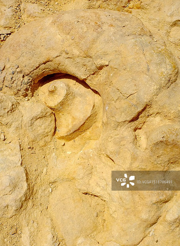 沙漠中的菊石图片素材