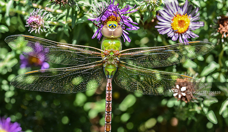 紫色翠菊上的普通绿蜓蜻蜓图片素材