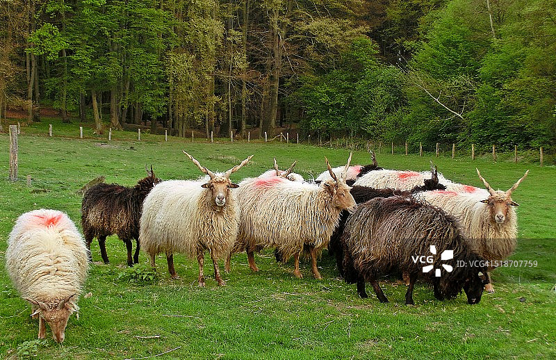 群绵羊图片素材