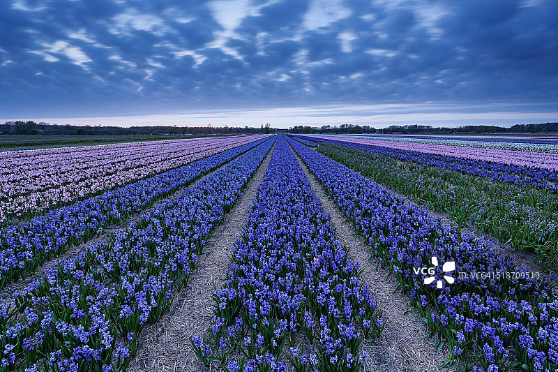 荷兰的风信子田图片素材