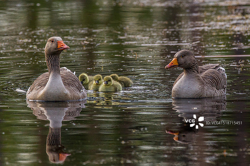 灰雁一家图片素材