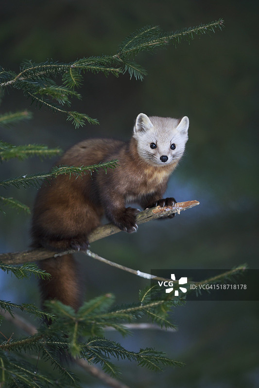 美洲Mart图片素材