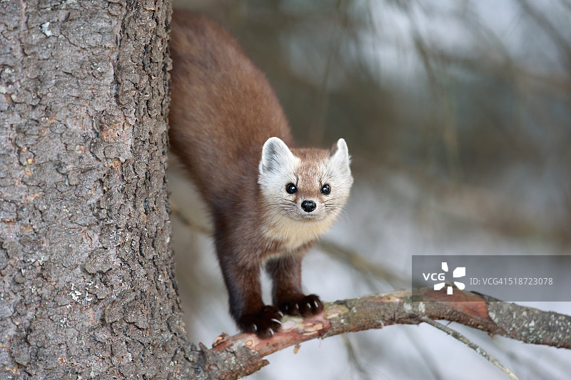 美洲Mart图片素材
