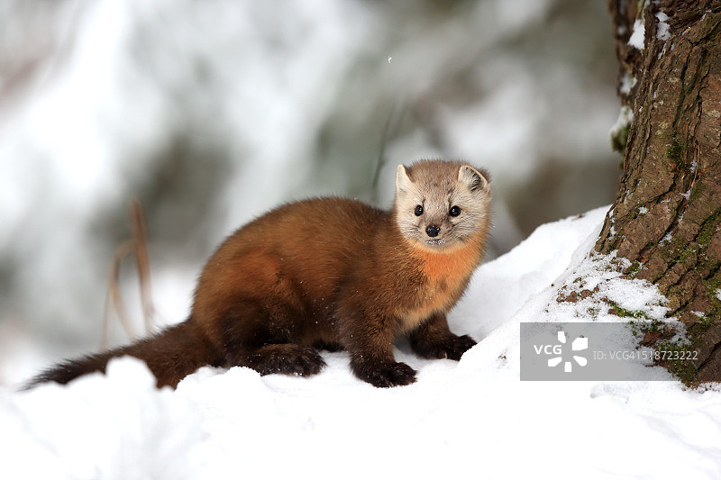 美洲Mart图片素材
