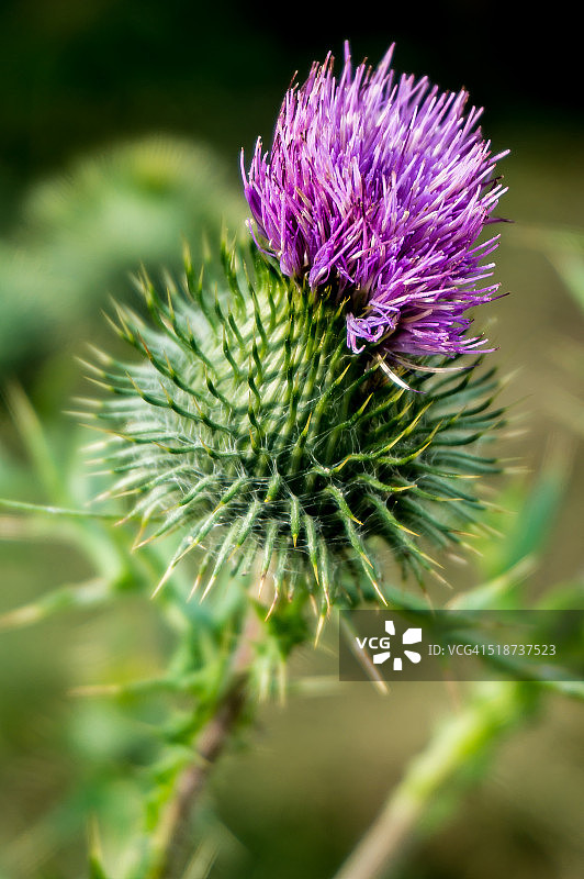 苏格兰标志图片素材