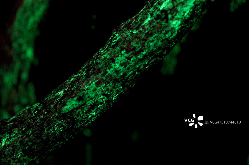 发光真菌图片素材